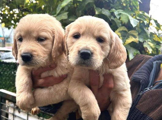 Golden Yavrulari Mama Ve Malzeme Kampanyali görsel