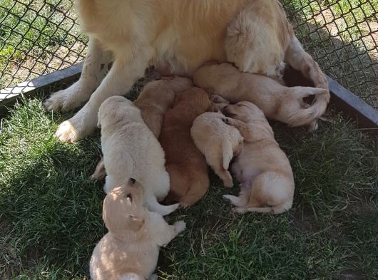 Golden Yavrulari Mama Ve Malzeme Kampanyali görsel