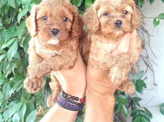 Maltipoo Yavruları Mama Ve Malzeme Paketi Kampanyalı görsel