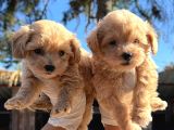 Maltipoo yavruları Mama ve malzeme paketi Kampanyalı