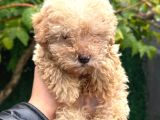 Maltipoo Yavruları Mama Ve Malzeme Paketi Kampanyalı