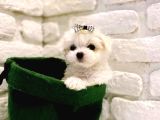 Teacup maltese bebeklerimiz