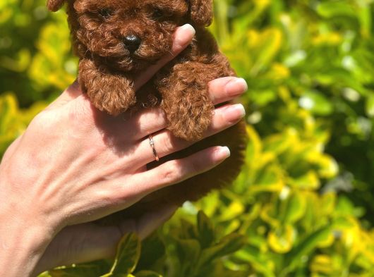 Safkan Kore Toy Poodle Bebekler görsel