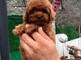 Safkan Kore Toy Poodle Bebekler