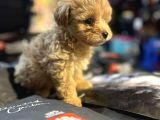 Bi̇blo Güzelli̇ği̇nde Hi̇poalerjeni̇k Teacup Malti̇poo