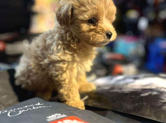 Bi̇blo Güzelli̇ği̇nde Hi̇poalerjeni̇k Teacup Malti̇poo görsel