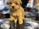 Bi̇blo Güzelli̇ği̇nde Hi̇poalerjeni̇k Teacup Malti̇poo