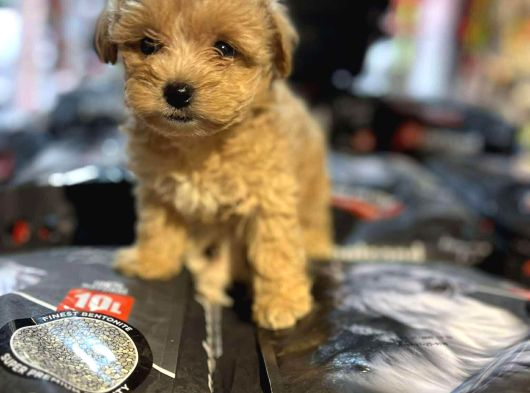 Bi̇blo Güzelli̇ği̇nde Hi̇poalerjeni̇k Teacup Malti̇poo görsel