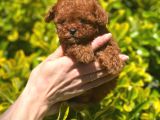 Safkan Kore Toy Poodle Bebekler
