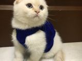 Marshmellow Bebekler