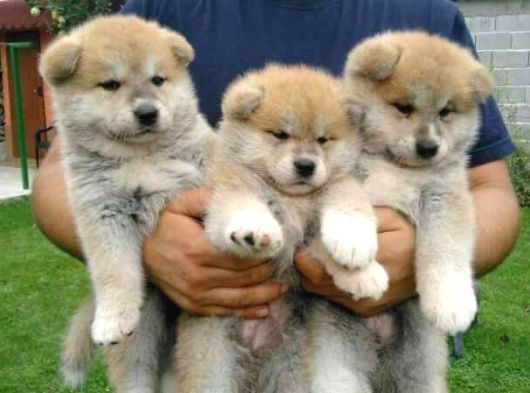 Akita Inu Yavrulari Mama Ve Malzeme Kampanyali görsel