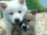 Akita Inu Yavrulari Mama Ve Malzeme Kampanyali