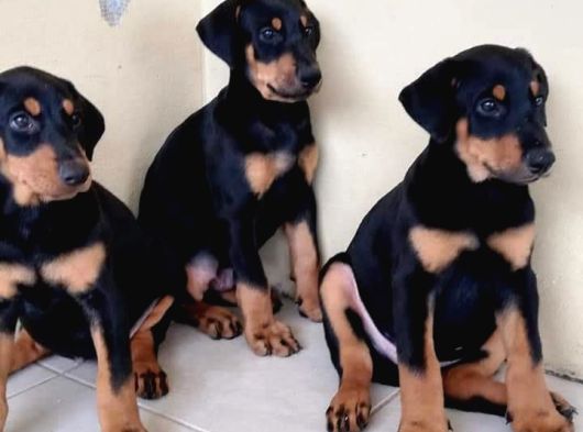 Şampiyon Kan Hattından Doberman Yavruları Mama Ve Malzeme görsel