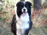 Border Collie Yavrula Mama Ve Malzeme Kampanyalı
