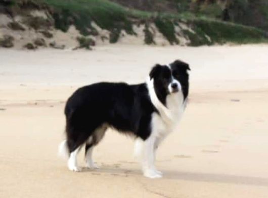 Border Collie Yavrula Mama Ve Malzeme Kampanyalı görsel