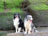 Border Collie Yavrula Mama Ve Malzeme Kampanyalı