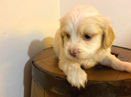 Topaç Gibi Maltipoo Bebeğiniz görsel