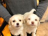 Maltipoo Bebeklerimiz Evimizin Neşesi