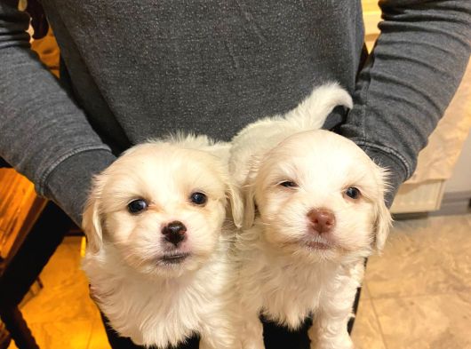 Maltipoo Bebeklerimiz Evimizin Neşesi görsel