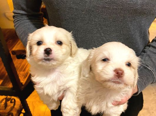 Maltipoo Bebeklerimiz Evimizin Neşesi
