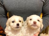 Maltipoo Bebeklerimiz Evimizin Neşesi