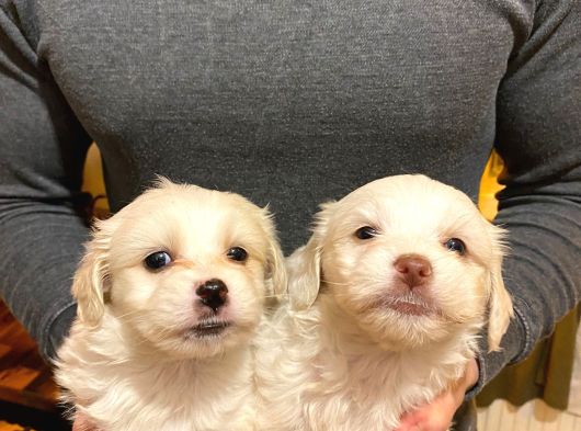 Maltipoo Bebeklerimiz Evimizin Neşesi görsel