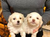 Maltipoo Bebeklerimiz Evimizin Neşesi