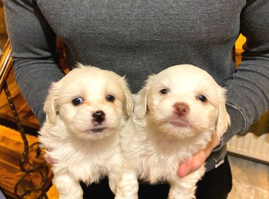 Maltipoo Bebeklerimiz Evimizin Neşesi görsel