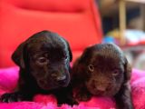 Labrador Bebeklerimiz Için Acele Edin