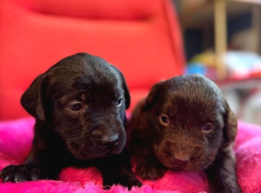 Labrador Bebeklerimiz Için Acele Edin görsel