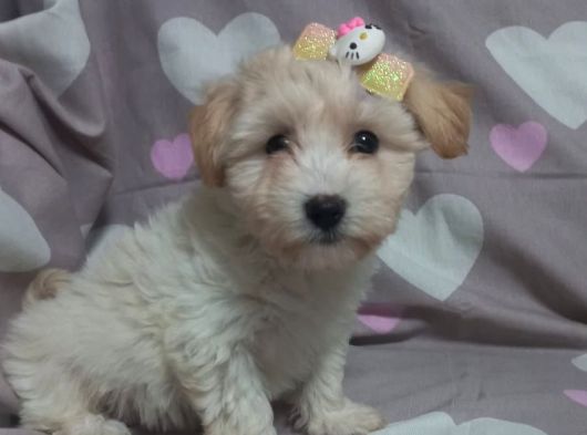 Minnacık Maltipo Bebeklerim Pet Eğitimli Ve Aşılıdır görsel