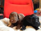Labrador Bebeklerimiz Için Acele Edin