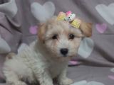 Minnacık Maltipo Bebeklerim Pet Eğitimli Ve Aşılıdır
