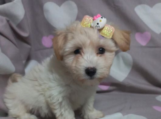 Minnacık Maltipo Bebeklerim Pet Eğitimli Ve Aşılıdır görsel