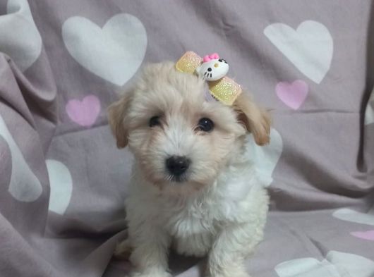 Minnacık Maltipo Bebeklerim Pet Eğitimli Ve Aşılıdır görsel