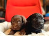 Labrador Bebeklerimiz Için Acele Edin