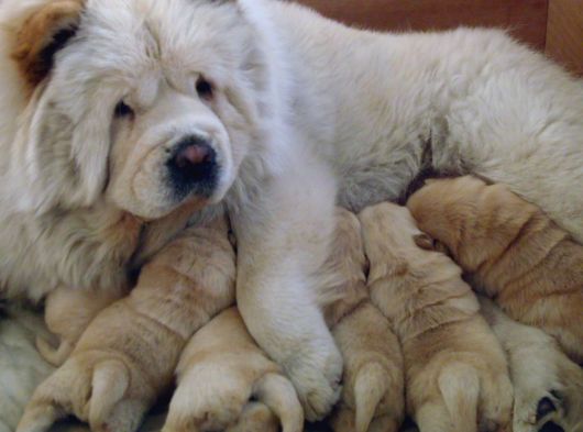 Chow Chow Yavrulari Mama Ve Malzeme Kampanyali görsel