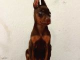 Şampiyon Kan Hattından Doberman Yavruları Mama Ve Malzeme