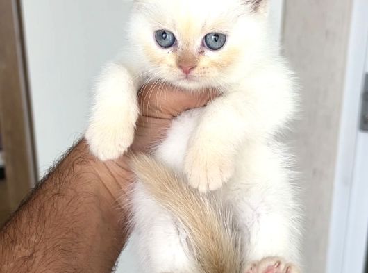 Özel Renk Bri̇ti̇sh Shorthai̇r Golden Poi̇nt