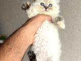 SHOW GÜZELLİKTE BRİTİSH LONGHAİR YAVRUM