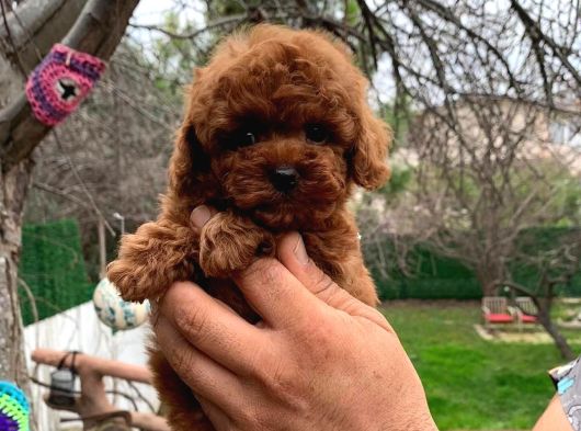 Safkan Kore Toy Poodle Bebekler görsel