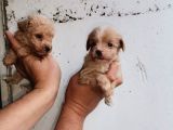 Maltipoo Yavrulari Mama Ve Malzeme Kampanyali