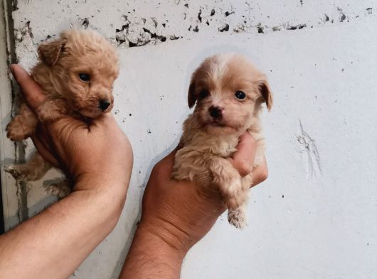 Maltipoo Yavrulari Mama Ve Malzeme Kampanyali görsel