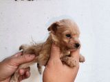 Maltipoo Yavrulari Mama Ve Malzeme Kampanyali