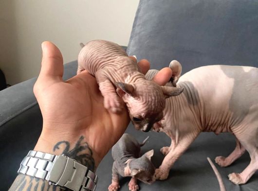 A Kali̇te   Elf Sfenks  Yavrularimiz görsel
