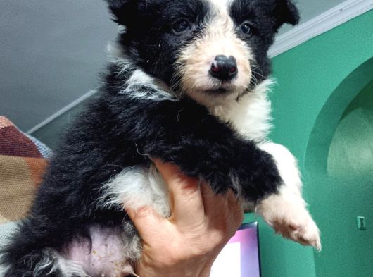 Border Collie Yavrula Mama Ve Malzeme Kampanyalı görsel