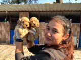 Maltipoo Yavurlamiz