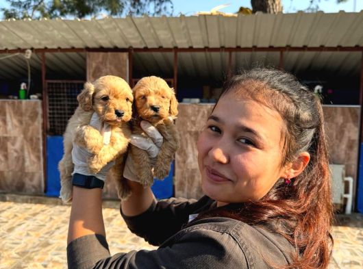 Maltipoo Yavurlamiz görsel