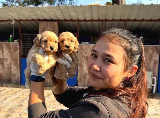 Maltipoo Yavurlamiz görsel