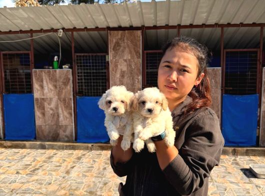 Maltipoo Yavurlamiz görsel